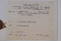 紅子莢迷藏品圖，第2張