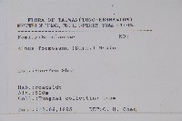 臺灣赤楊、臺灣榿木藏品圖，第2張