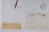 臺灣小蘗藏品圖，第2張