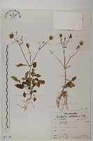 小白花鬼針藏品圖，第1張