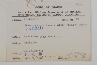 小白花鬼針藏品圖，第2張