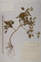 霍香薊藏品圖，第1張