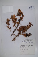 臺灣小蘗藏品圖，第1張