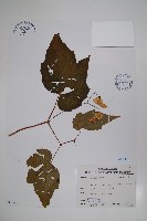 水鴨腳藏品圖，第1張