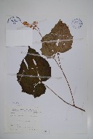 水鴨腳藏品圖，第1張