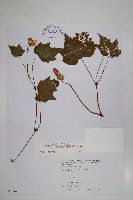 裂葉秋海棠藏品圖，第1張