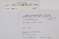 裂葉秋海棠藏品圖，第2張