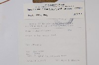 裂葉秋海棠藏品圖，第2張