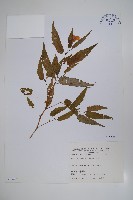 臺灣秋海棠藏品圖，第1張