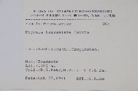 臺灣秋海棠藏品圖，第2張