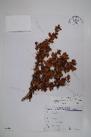 玉山小蘗藏品圖，第1張