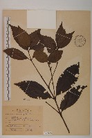 草珊瑚、紅果金粟蘭藏品圖，第1張