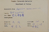 紫花霍香薊藏品圖，第2張