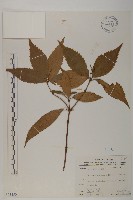 草珊瑚、紅果金粟蘭藏品圖，第1張