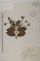 使君子藏品圖，第1張