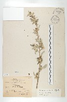 小葉胡頹子藏品圖，第1張