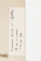 小葉胡頹子藏品圖，第3張