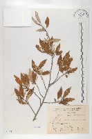 鄧氏胡頹子藏品圖，第1張