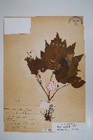 裂葉秋海棠藏品圖，第1張