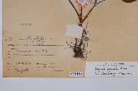 裂葉秋海棠藏品圖，第2張