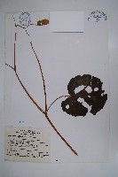 溪頭秋海棠藏品圖，第1張