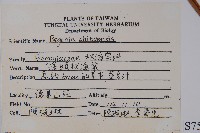 溪頭秋海棠藏品圖，第2張