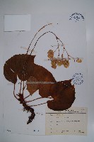 蘭嶼秋海棠藏品圖，第1張