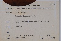 蘭嶼秋海棠藏品圖，第2張