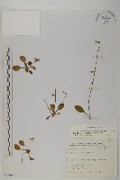 蘭嶼秋海棠藏品圖，第3張