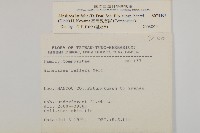 蘭嶼秋海棠藏品圖，第4張