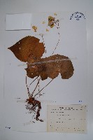 蘭嶼秋海棠藏品圖，第1張