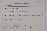 蘭嶼秋海棠藏品圖，第2張