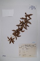 臺灣小蘗藏品圖，第1張