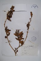 臺灣小蘗藏品圖，第1張