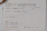 臺灣小蘗藏品圖，第2張