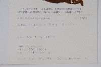 臺灣赤楊、臺灣榿木藏品圖，第2張