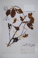 臺灣赤楊、臺灣榿木藏品圖，第1張