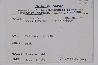 臺灣赤楊、臺灣榿木藏品圖，第2張