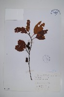 臺灣赤楊、臺灣榿木藏品圖，第1張