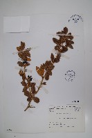 臺灣小蘗藏品圖，第1張