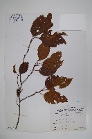 臺灣赤楊、臺灣榿木藏品圖，第1張