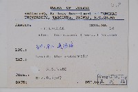 臺灣赤楊、臺灣榿木藏品圖，第2張