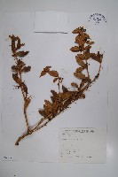 臺灣小蘗藏品圖，第1張