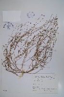 細葉蘭花參藏品圖，第1張