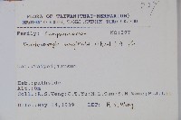 細葉蘭花參藏品圖，第2張