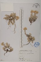 尼泊爾籟簫藏品圖，第1張