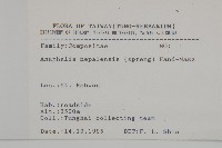 尼泊爾籟簫藏品圖，第2張