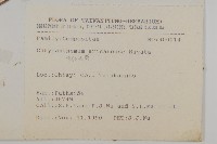 阿里山油菊藏品圖，第2張