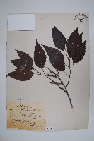 臺灣赤楊、臺灣榿木藏品圖，第1張