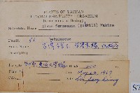 臺灣赤楊、臺灣榿木藏品圖，第2張